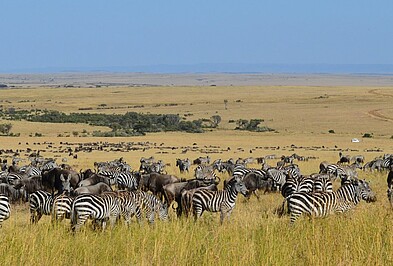 Herde mit Gnus und Zebras in der Masai Mara in Kenia