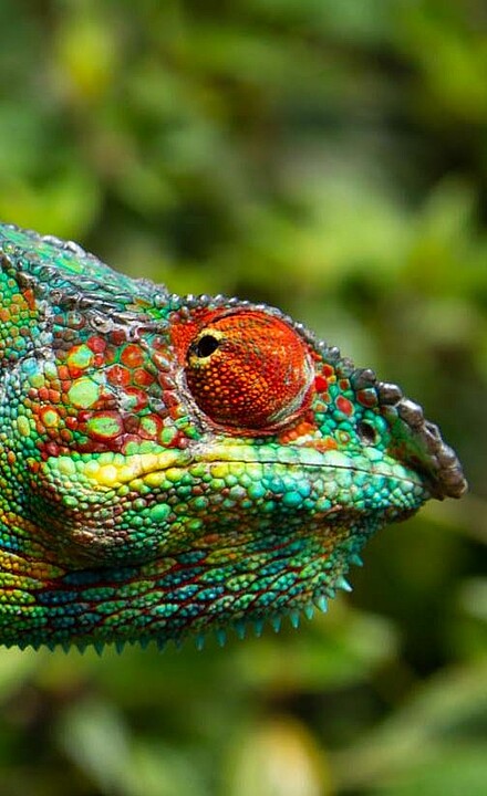 Farbenprächtiges Chamäleon in Madagaskar