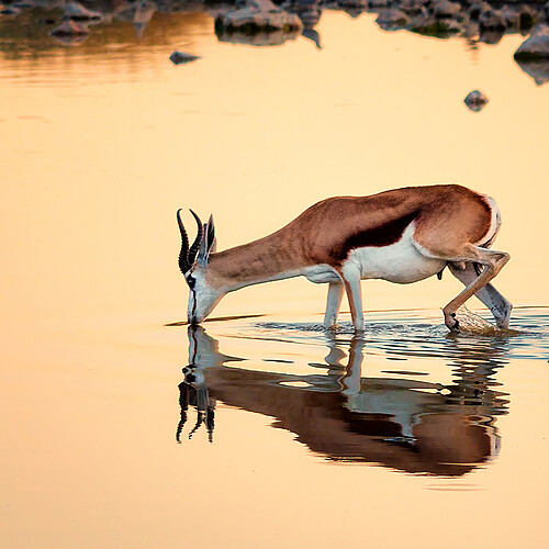 Okaukuejo Springbock abends Etosha Namibia