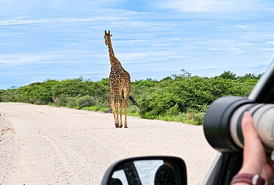 Giraffe wird aus Auto fotografiert Namibia