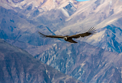 El Condor Pasa fliegender Kondor Berge.