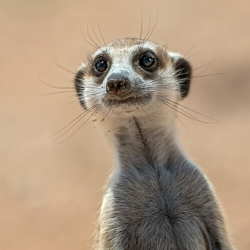 Kgalagadi Erdmaennchen Portrait Südafrika