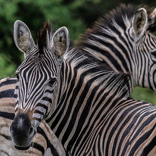 Zebras im Kruger Nationalpark in Südafrika