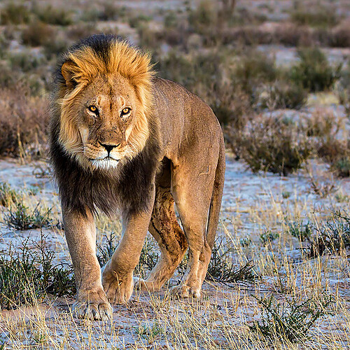 Kgalagadi Löwe Rooiputs Botswana