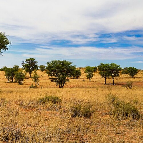 Panorama der Kalahari Wüste im südlichen Afrika