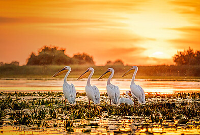 Siebenbürgen Pelikan See Sonnenschein Rumänien