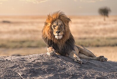 Löwe in der Kalahari-Wüste