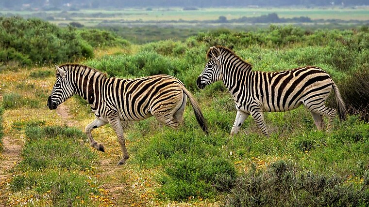 Zebras in blühender Landschaft in Südafrika
