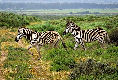 Zebras in blühender Landschaft in Südafrika