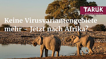 Zwei Elefanten trinken am Wasserloch im Etosha Nationalpark in Namibia