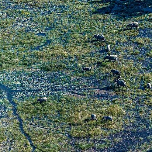 Elefanten Okavango Delta Panorama Flug Botswana Reise