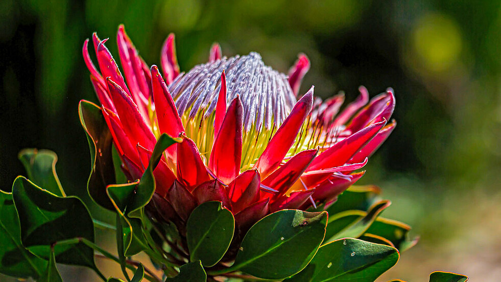 Blüte der Königsprotee in Südafrika