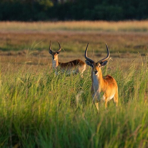 Lechwe Antilope in der Khwai Conservancy im Okavango Delta in Botswana