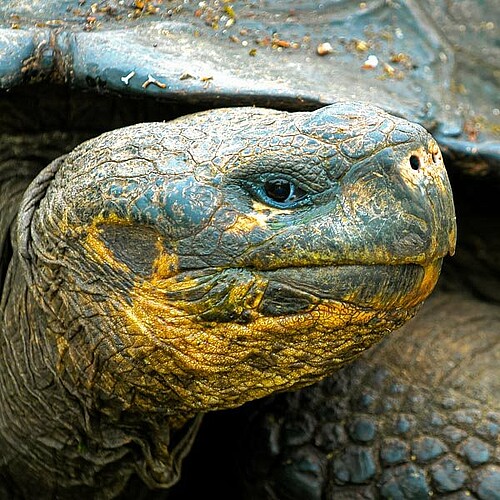 galapagos riesenschildkroete ecuador reise