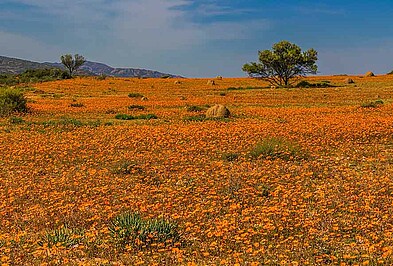 Namaquablüte Südafrika