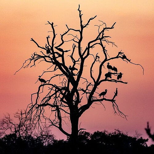 Vögel auf Baum bei Sonnenuntergang im Okavango Delta Botswana