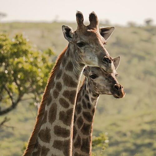 Giraffen im Kruger Nationalpark in Südafrika