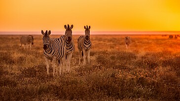 Drei Zebras im Sonnenuntergang im Etosha Nationalpark in Namibia