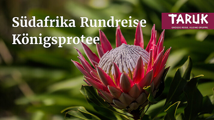 Blüte der Königsprotee in Südafrika