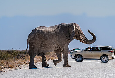 Elefant vor Auto auf einer Sandstraße im Etosha Nationalpark