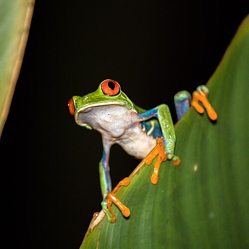 mini frosch rote augen costa rica reise