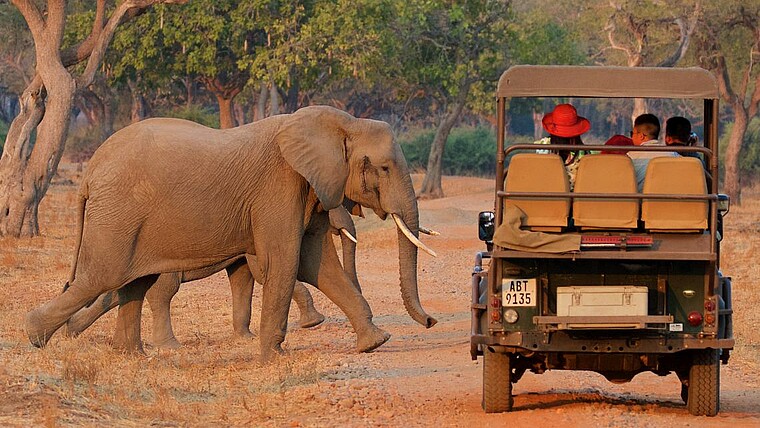 Elefanten vor einem Safariauto in South Luangwa in Sambia