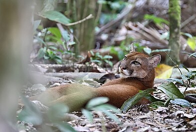 Liegender Puma im Regenwald von Corcovado in Costa Rica