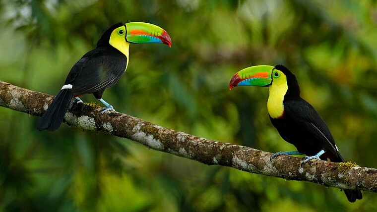 Tukane im Regenwald von Costa Rica