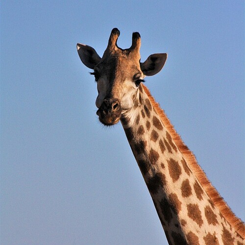 Giraffe im Moremi Wildreservat im Okavango Delta in Botswana