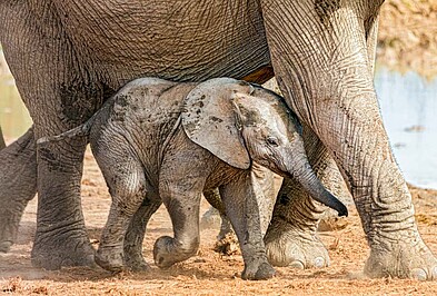 Marula Elefant Baby zwischen Beinen.