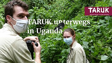 Zwei Touristen fotografieren einen Gorilla in Uganda