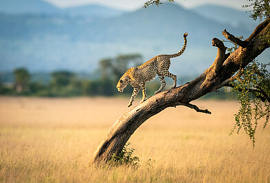 Mara Serengeti Gepard läuft Baum herunter.