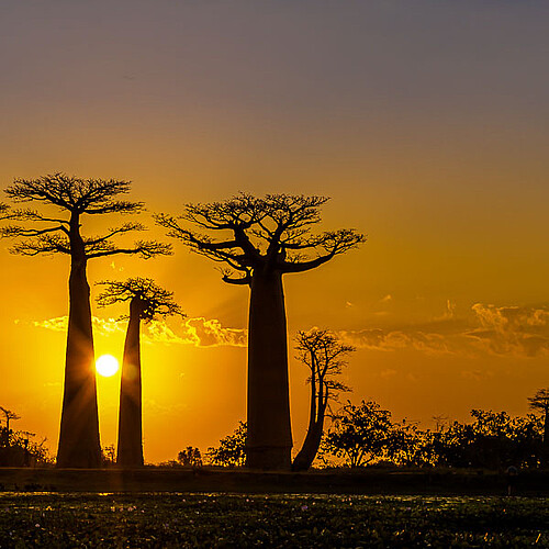 Affenbrotbäume im Sonnenuntergang in Madagaskar