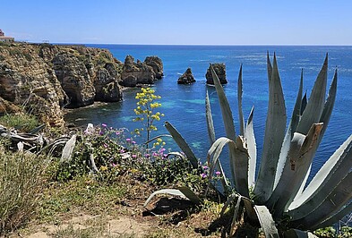 Agave an der Steilküste der Algarve am Ponta de Piedade in Portugal