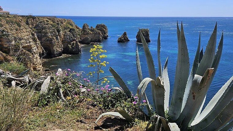 Agave an der Steilküste der Algarve am Ponta de Piedade in Portugal