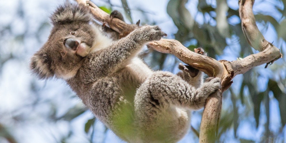 Koala im Baum auf Kangaroo Island in Australien