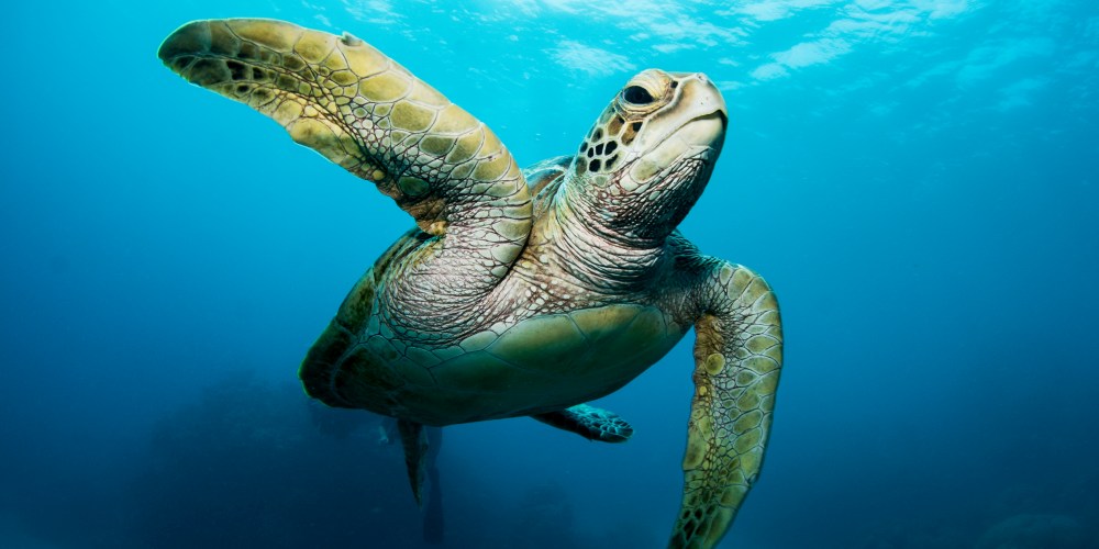 Schildkröte unter Wasser am Great Barrier Reef in Australien