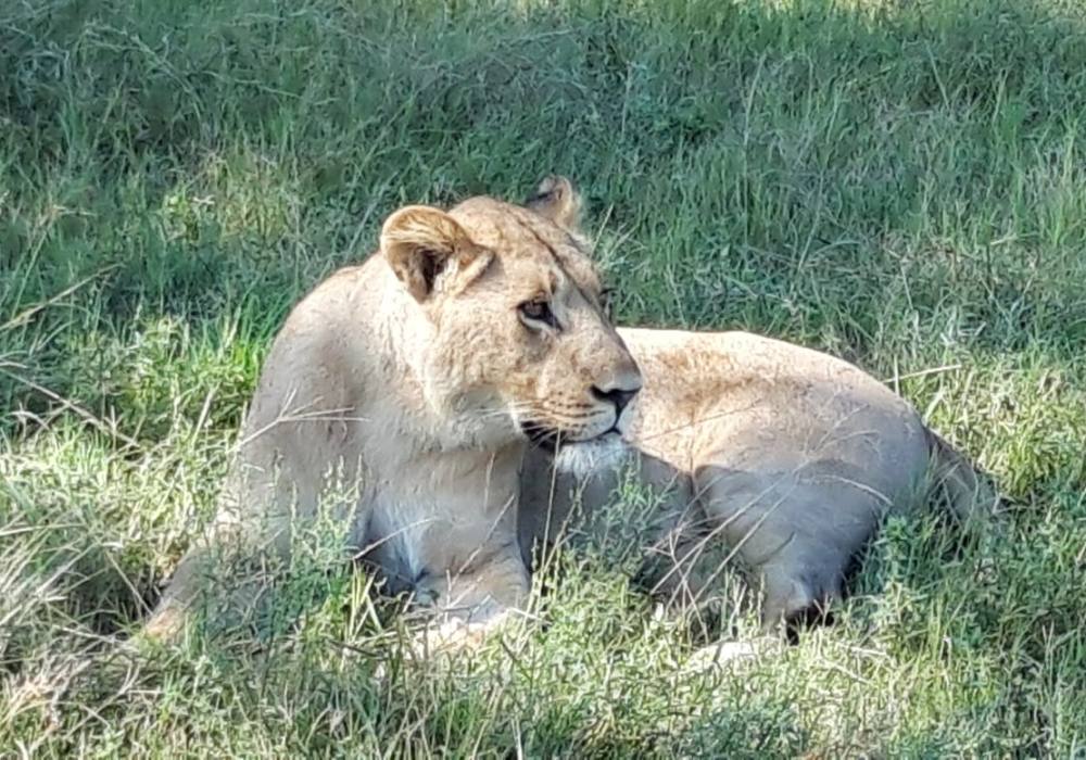 Löwe im Gras in Botswana auf der Rundreise Okavango Lilie