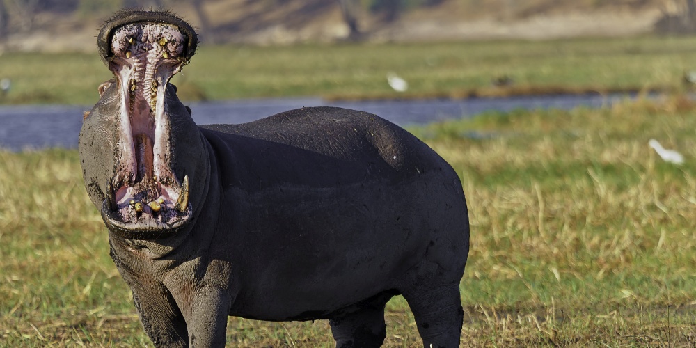 Nilpferd mit weit aufgerissenem Maul im Chobe Nationalpark in Botswana