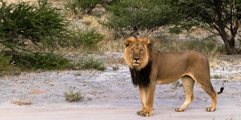 Löwe mit schwarzer Mähne in der Zentralkalahari in Botswana