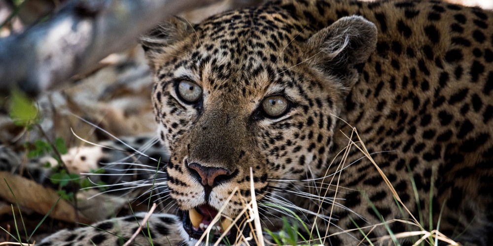 Leopard im Khwai Gebiet im Okavango Delta Botswana