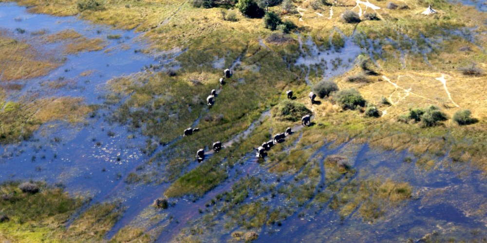 Okavango Delta von oben mit Blick auf eine Elefantenherde