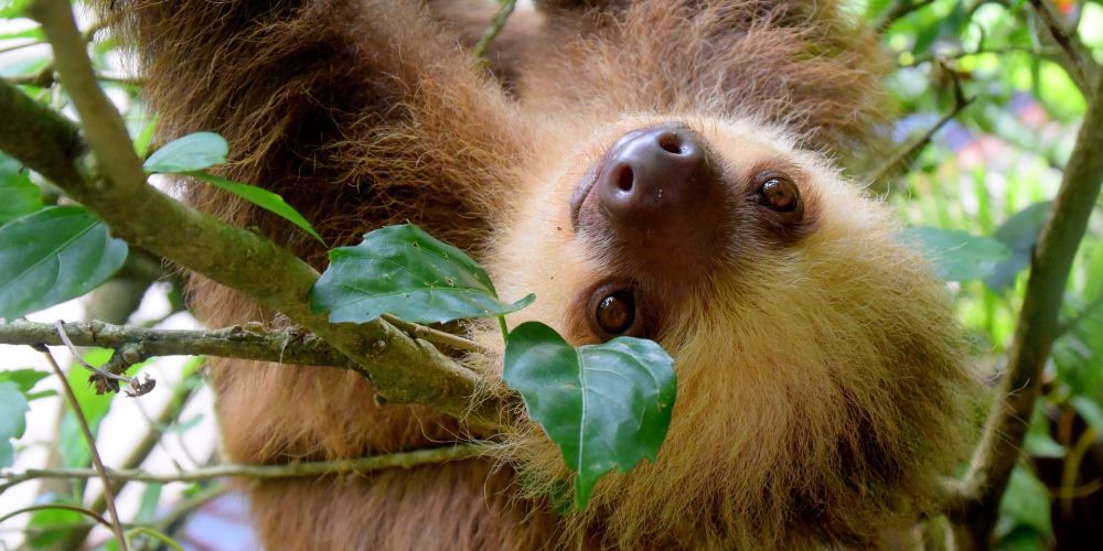 Faultier im Gandoca-Manzanillo-Nationalpark an der costa ricanischen Karibikküste