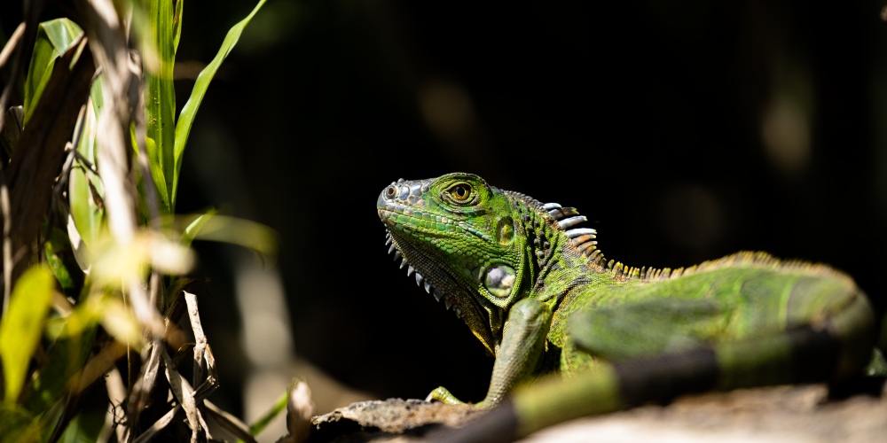 Leguan in der Region Boca Tapada in Costa Rica