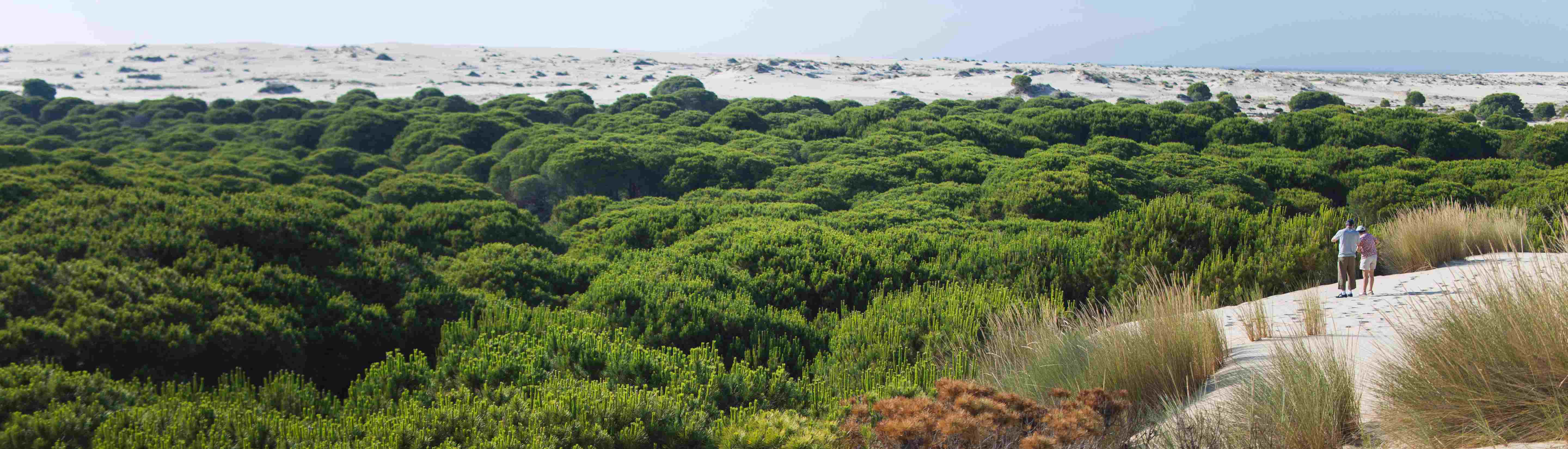 Der Nationalpark Coto de Doñana