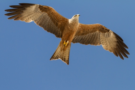 Iberischer Kaiseradler über dem Coto de Donana Nationalpark in Andalusien Spanien