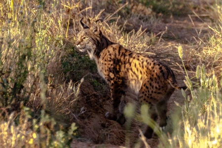 Ein iberischer Luchs im Coto de Donana Nationalpark in Andalusien Spanien