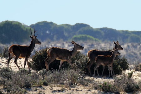 Rehe im Coto de Donana Nationalpark in Andalusien Spanien