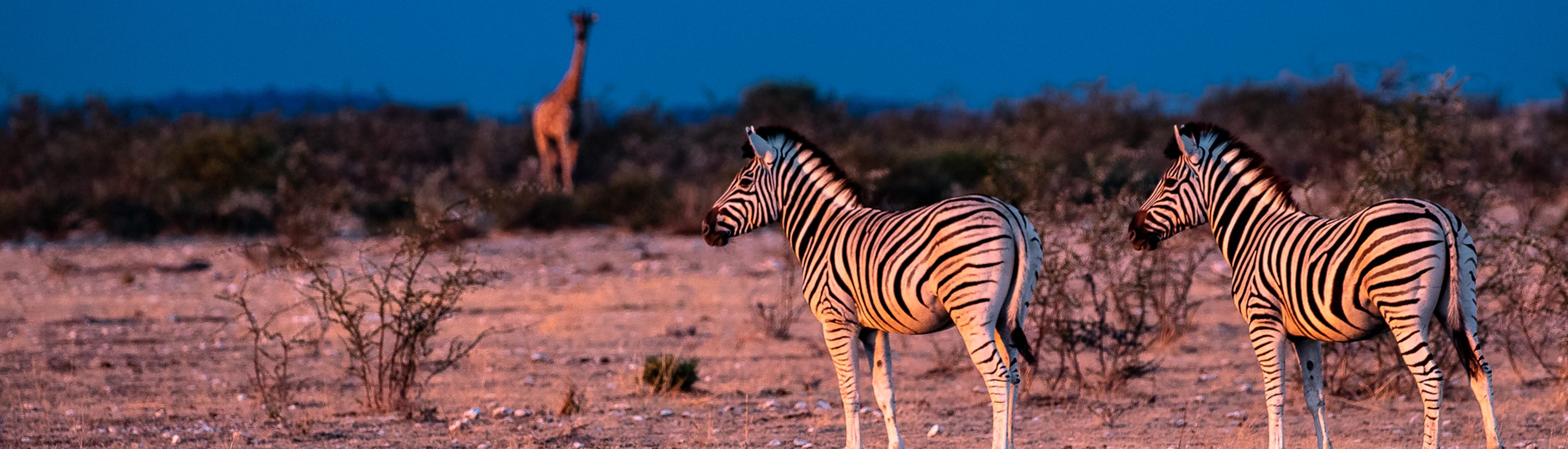 Etosha-Nationalpark – Tipps für Ihre Safari in Namibia