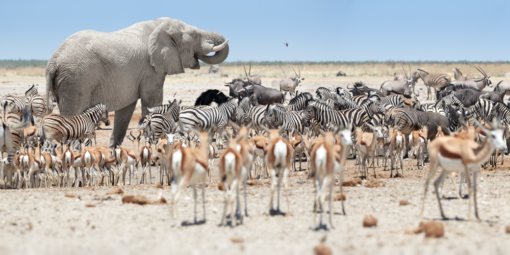 Zebras, Antilopen und Elefant im Etosha Naionalpark in Namibia